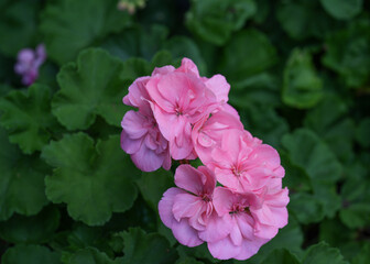 Close-up of vibrant pink Geranium flowers blooming against lush green foliage, capturing natural beauty and freshness in a garden setting. 