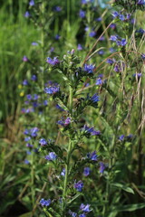 Inflorescences of the viper's bugloss (Echium) medicinal plant against a background of bright meadow herbs and flowers. beautiful purple and blue floral background 
