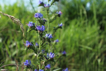Inflorescences of the viper's bugloss (Echium) medicinal plant against a background of bright meadow herbs and flowers. beautiful purple and blue floral background 
