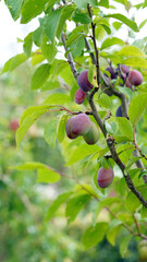 Branch of Plums in late summer, Derbyshire England
