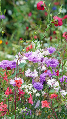 Cluster of pink and purple Cornflower blooms, Derbyshire England
