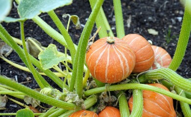 Obraz premium Cluster of Winter Squash fruits in late summer, Derbyshire England 