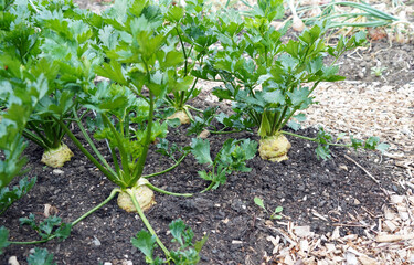 Group of Celeriac plants, Derbyshire England
