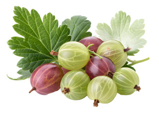 Fresh ripe green and red gooseberries with leaves on black background