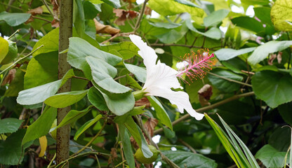 Side view of a white Hibiscus flower, Derbyshire England
