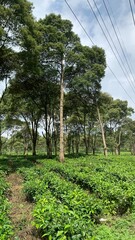 Vast green tea plantation nestled amidst towering, lush trees under a bright sky, showcasing sustainable agriculture and serene natural beauty.