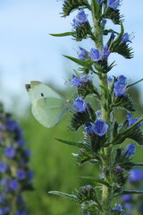 Large white butterfly (pieris brassicae) pollinating viper's bugloss (Echium) medicinal plant against a background of bright meadow herbs and flowers. beautiful purple and blue floral background 
