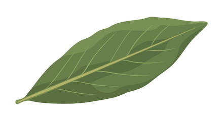 Obraz premium A single lush green leaf with intricate vein patterns isolated on a pure white background, symbolizing nature's simplicity and serene beauty for