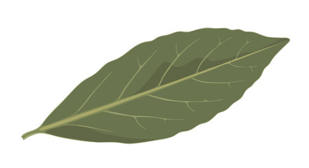 Obraz premium Isolated bay leaf botanical illustration, culinary herb element with visible veins, representing natural flavor and cooking ingredient concept