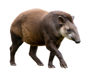 Jungle Tapir Animal Portrait Isolated on Transparent Background PNG