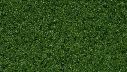 Fototapeta premium green grass background