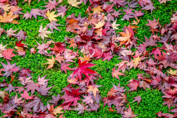Obraz premium Bright red and yellow maple leaves scattered on a soft moss carpet in autumn, creating a vivid Japanese seasonal scene that blends nature’s colors with serenity and traditional beauty.