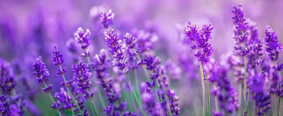 Obraz premium The Lavender Flowers in a Beautifully Blooming Field Under Soft Sunlight