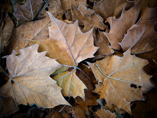 Frosty Fall Leaves