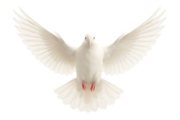 A beautiful white dove, a symbol of peace and freedom, with its wings spread wide open flying on a clear background, isolated on a transparent background