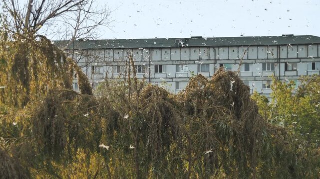 A lot of locusts in the sky. Swarm of locusts, invasion of the locust. A swarm of locusts in Ukraine, Zaporizhzhia. Cloud of locusts into air. Natural disaster, catastrophe, pests.