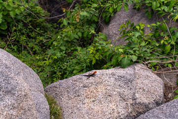 A lizard is sitting on a rock
