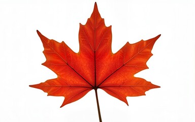 leaf09 red sugar maple leaf leaves plant nature foliage stalk green tree transparent background cutout. High quality