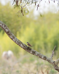 bird on a branch