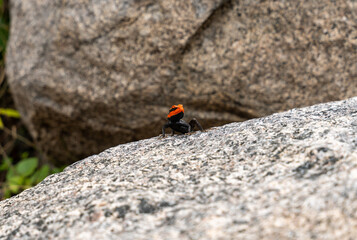 A bug with an orange head is on a rock