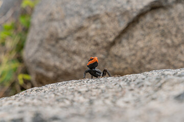 A small insect with a red and black head is sitting on a rock