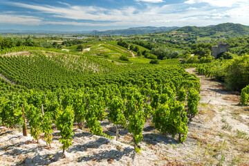Fototapeta premium Lush vineyards covering rolling hills in the Drome region of France, under a bright blue sky
