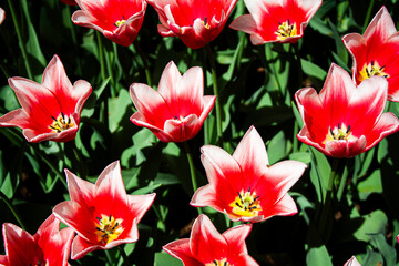 red and yellow tulips © Anna