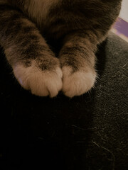  Close-up of cat’s paws with white fur on a dark background. Cute pet detail.