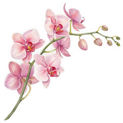 Delicate pink orchid blossoms and buds on a stem isolated on transparent background