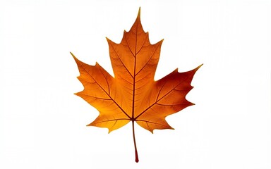 Single maple leaf with intricate details on white background, texture, leaf detail. High quality