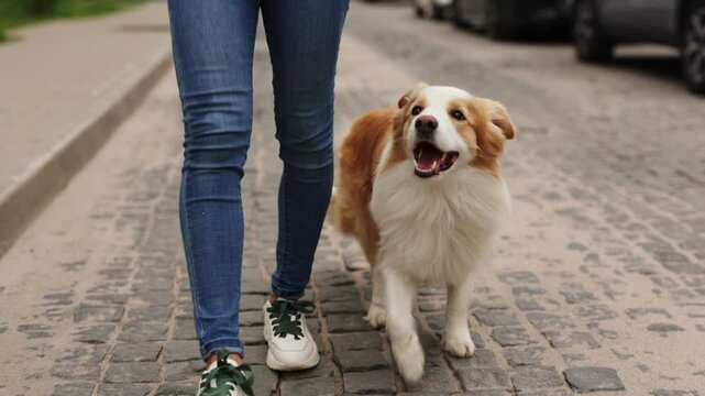 Girl walks down the city street with her pet. Only the legs of walking girl. Border collie dog