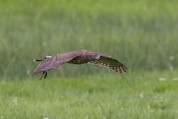 The goshawk is a marvel of nature and one of the birds preferred by falconers.
