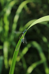 Coenagrion puella aka azure damselfly mating on the leaf above the pond. Lovely colorful...