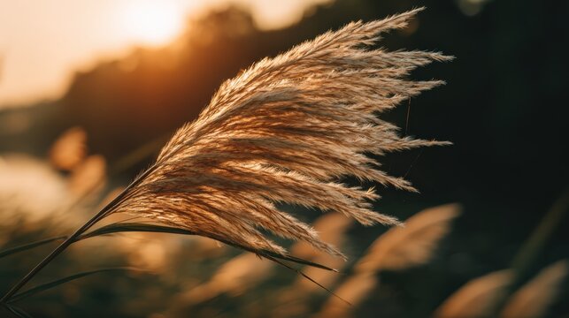 Golden pampas grass silhouette against a sunlit background