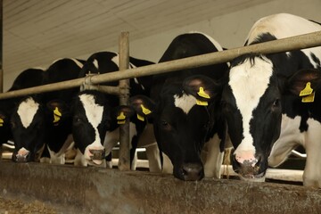 Cute cows near fence inside cowshed in dairy farm