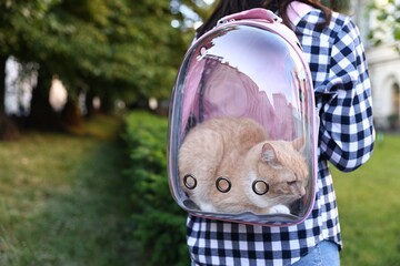 Woman with her cute cat in backpack carrier at park, closeup