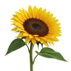 Obraz premium Vibrant sunflower blooming bright yellow petals with green leaves against a dark backdrop transparent background