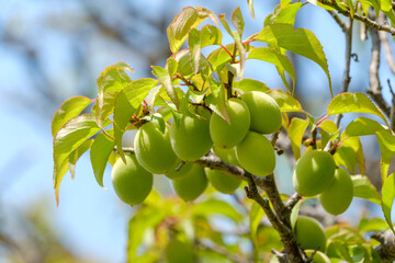 青空に実る青梅の果実
