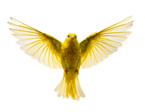 , Transparent Background PNG - Powered by Adobe