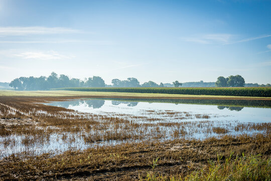 Flooded wheat stubble field with corn in the background. 