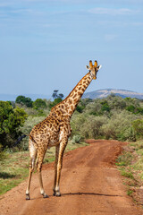giraffe in the savannah