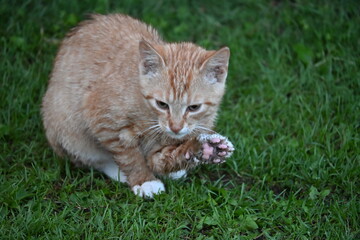 A red wet cat sits in the green grass and washes