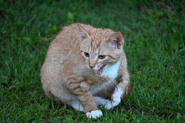 A red wet cat sits in the green grass and washes
