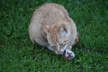 A red wet cat sits in the green grass and washes