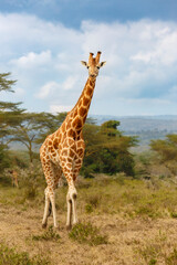 giraffe in the savannah