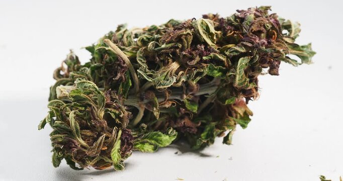 cannabis dry bud close up medical marijuana