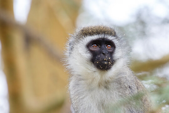 Close-up portrait of a wild vervet monkey with a distinctive black face looking attentively in Kenya
