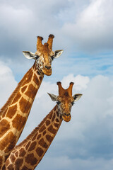 giraffe on blue sky background