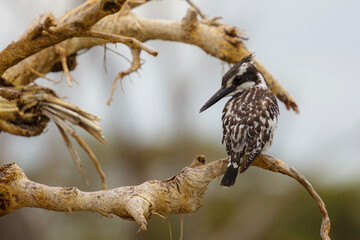 Pied Kingfisher, in Kenhya