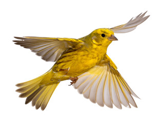  - Yellow Bird Flying Upward with Motion Blur, Side Angle, Transparent Background PNG